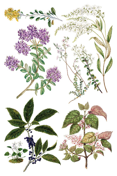 Iron Orchid Design | Transfer | Sarah Featon's Botanicals