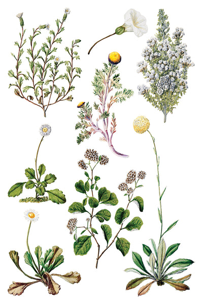 Iron Orchid Design | Transfer | Sarah Featon's Botanicals