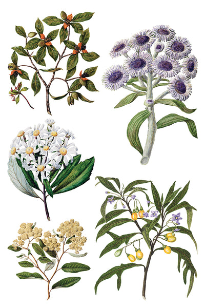 Iron Orchid Design | Transfer | Sarah Featon's Botanicals