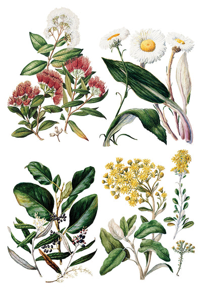 Iron Orchid Design | Transfer | Sarah Featon's Botanicals