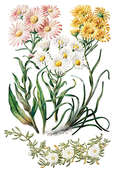 Iron Orchid Design | Transfer | Sarah Featon's Botanicals