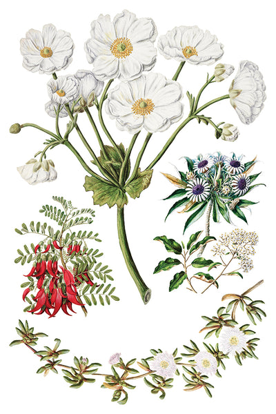 Iron Orchid Design | Transfer | Sarah Featon's Botanicals