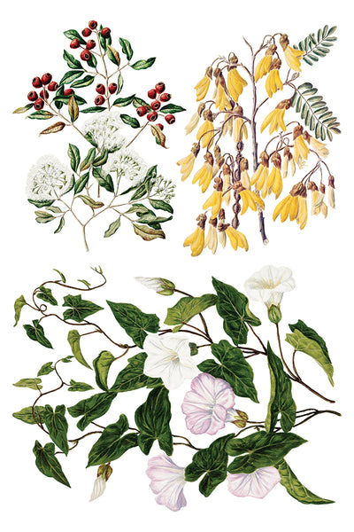 Iron Orchid Design | Transfer | Sarah Featon's Botanicals