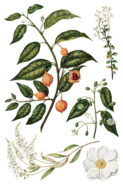 Iron Orchid Design | Transfer | Sarah Featon's Botanicals
