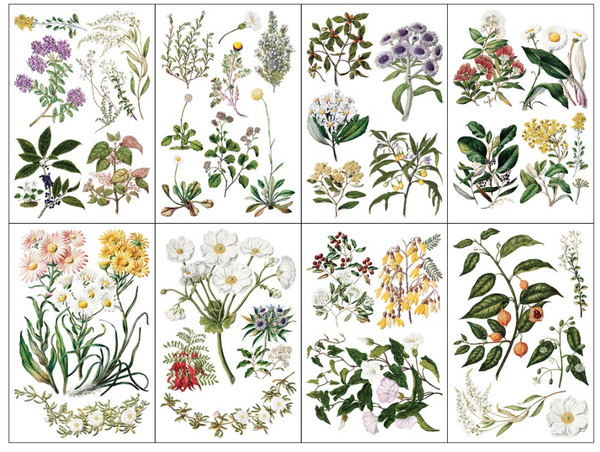 Iron Orchid Design | Transfer | Sarah Featon's Botanicals
