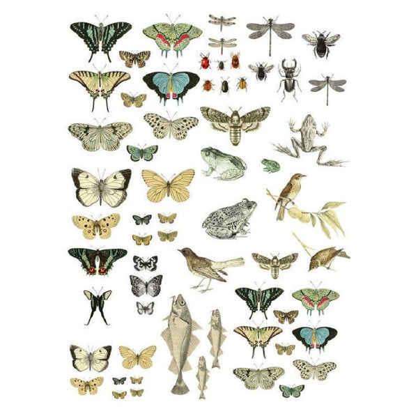 Iron Orchids Design | Entomology transfer