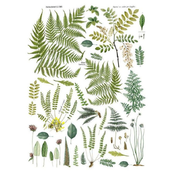 Iron Orchids Design | Frond Botanicals Transfer.