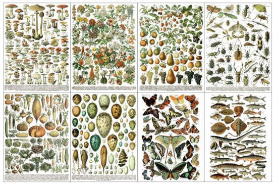 Iron Orchid Design | Transfer | Millots Pages