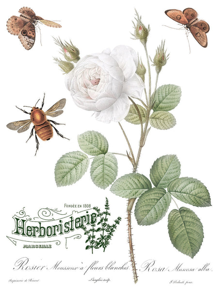Iron Orchid Design | Transfer | Brocante
