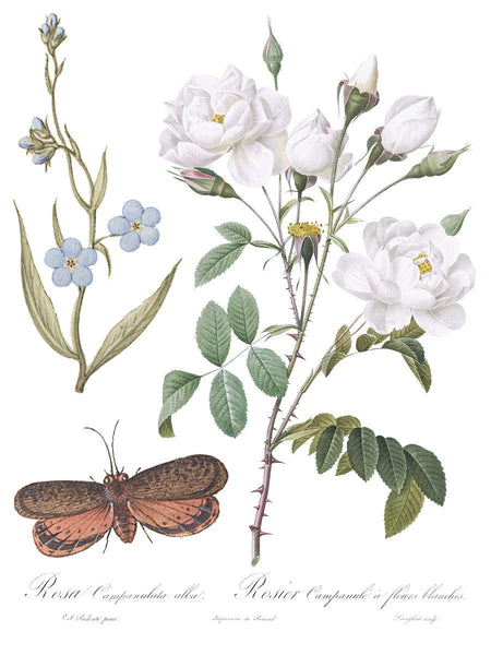 Iron Orchid Design | Transfer | Brocante