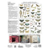 Iron Orchid Design | Transfer | Entomology