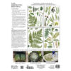Iron Orchid Design | Transfer | Fronds