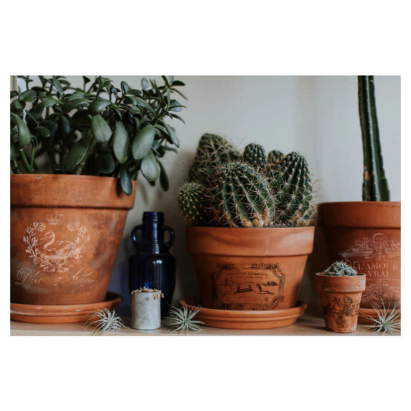 Iron Orchid Design | Transfer | Traditional Pots II