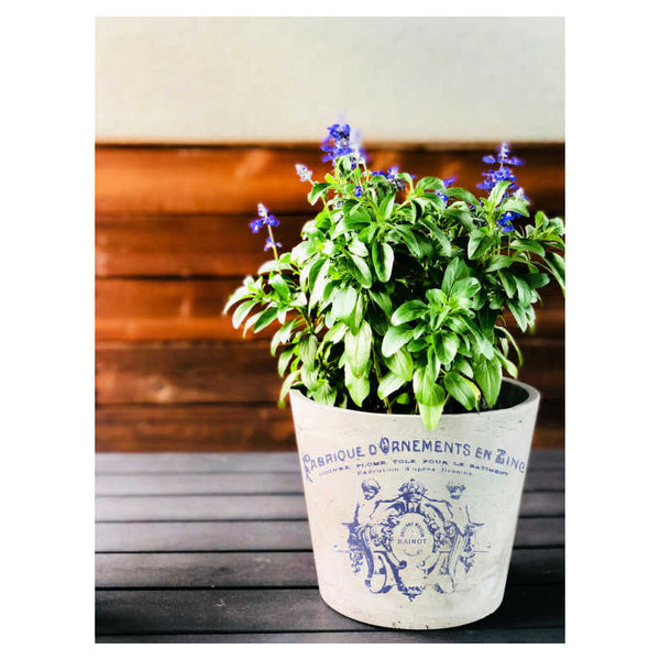 Iron Orchid Design | Transfer | Traditional Pots II