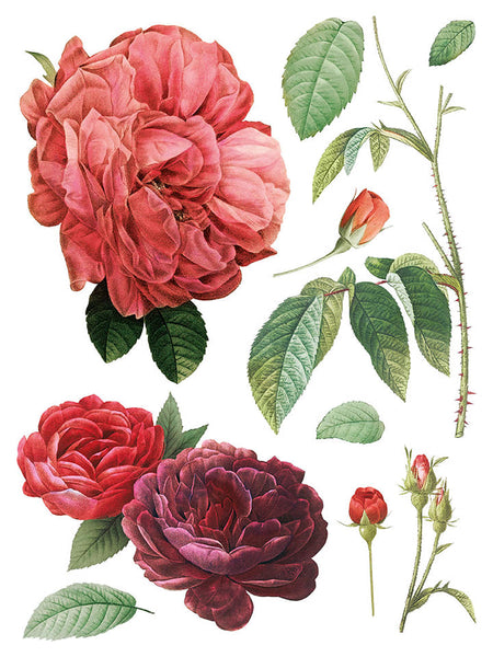 Iron Orchid Design | Transfer | Redoute II