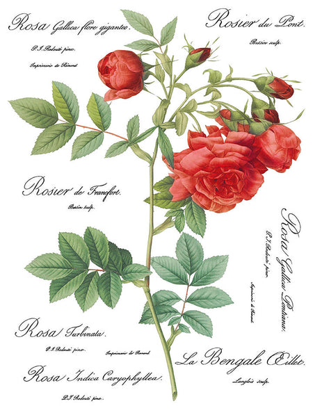 Iron Orchid Design | Transfer | Redoute II