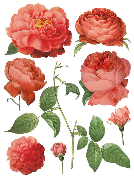 Iron Orchid Design | Transfer | Redoute II