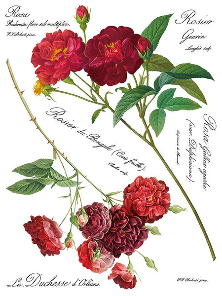 Iron Orchid Design | Transfer | Redoute II