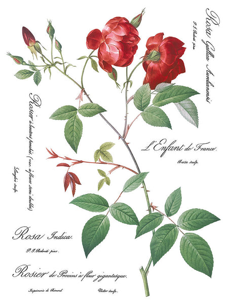 Iron Orchid Design | Transfer | Redoute II