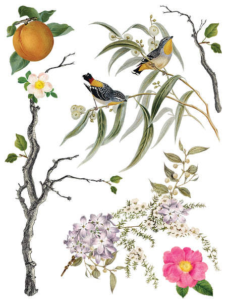 Iron Orchid Design | Transfer | Menagerie