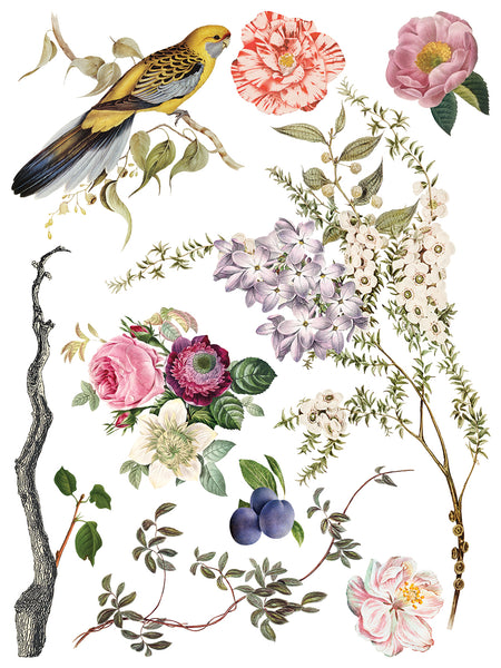 Iron Orchid Design | Transfer | Menagerie