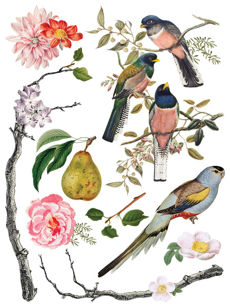 Iron Orchid Design | Transfer | Menagerie