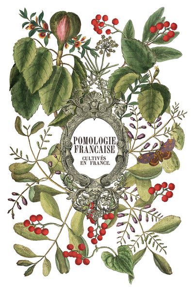 Iron Orchid Design | Transfer | Clementine