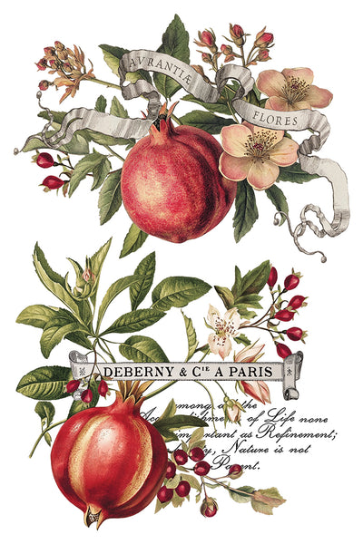 Iron Orchid Design | Transfer | Clementine