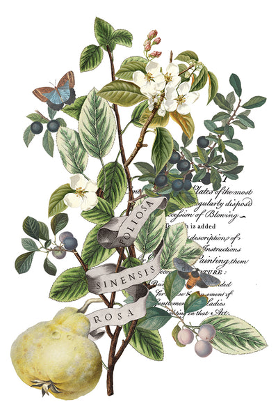 Iron Orchid Design | Transfer | Clementine