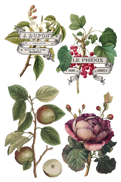Iron Orchid Design | Transfer | Clementine