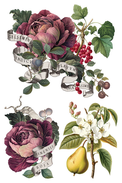 Iron Orchid Design | Transfer | Clementine