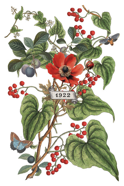 Iron Orchid Design | Transfer | Clementine