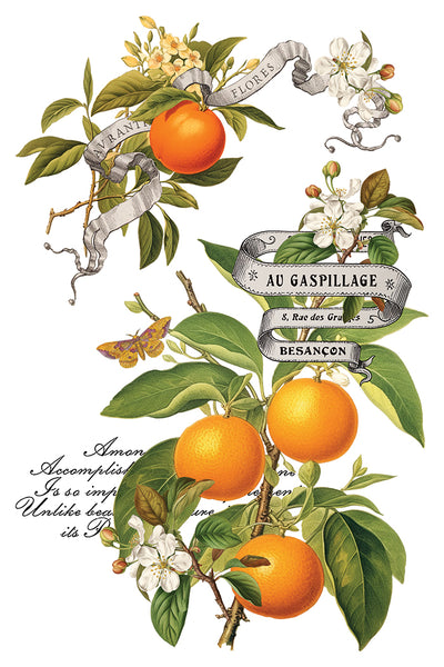 Iron Orchid Design | Transfer | Clementine
