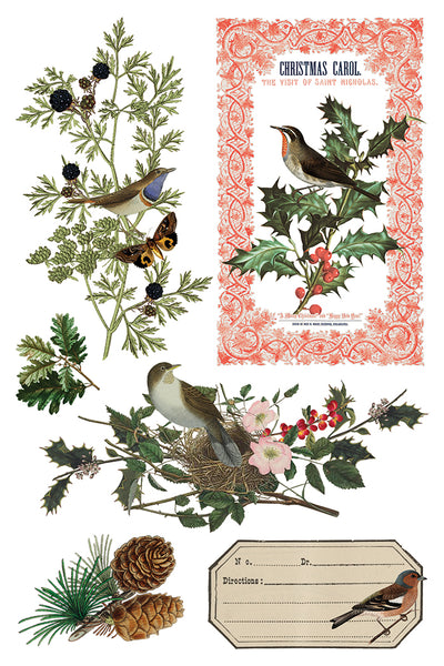 Iron Orchid Design | Transfer | Winter Botanist