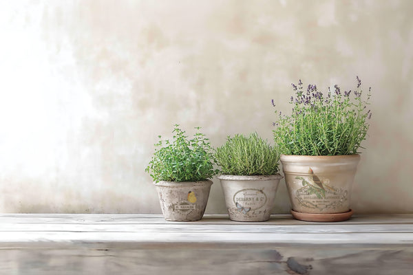 Iron Orchid Design | Transfer | By Any Other Name