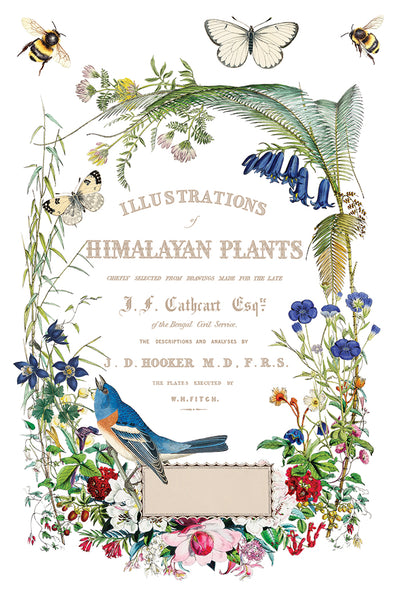 Iron Orchid Design | Transfer | Flora Greca