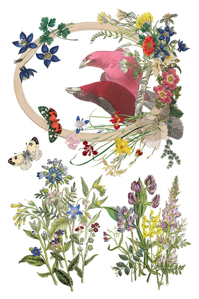 Iron Orchid Design | Transfer | Flora Greca