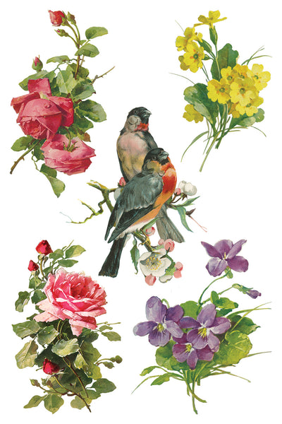 Iron Orchid Design | Transfer | Catharina
