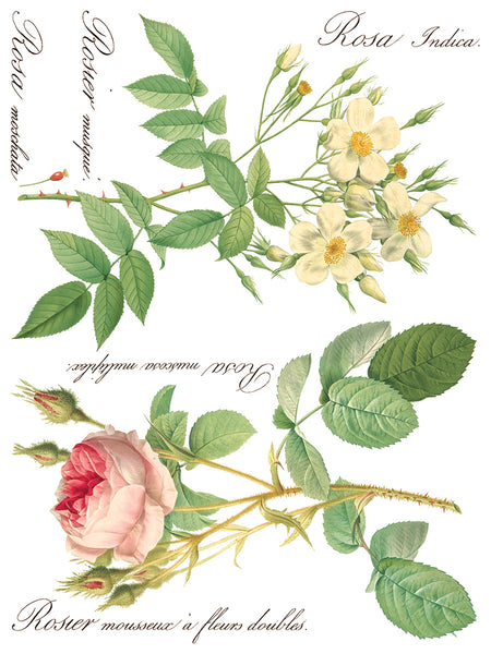 Iron Orchid Design | Transfer | Rose Botanical