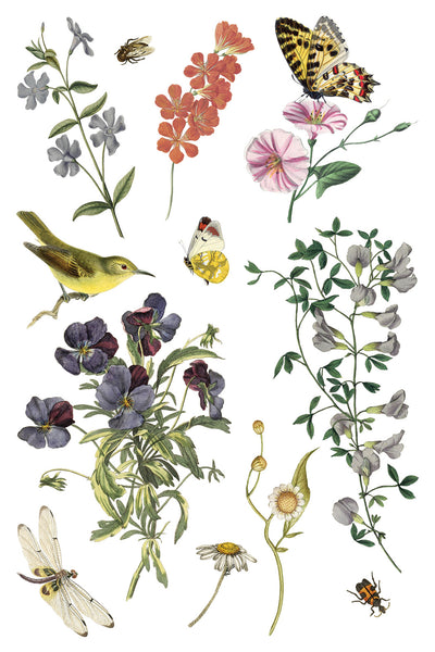 Iron Orchid Design | Transfer | Wilde Bloemen