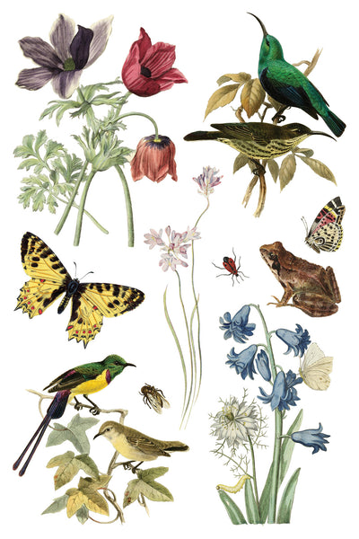 Iron Orchid Design | Transfer | Wilde Bloemen